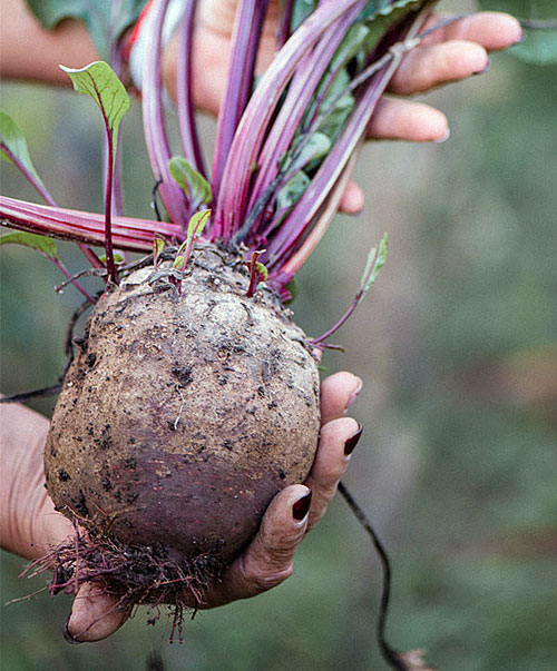 gesunde-rote-beete-aus-der-erde-mueller-frucht-berlin